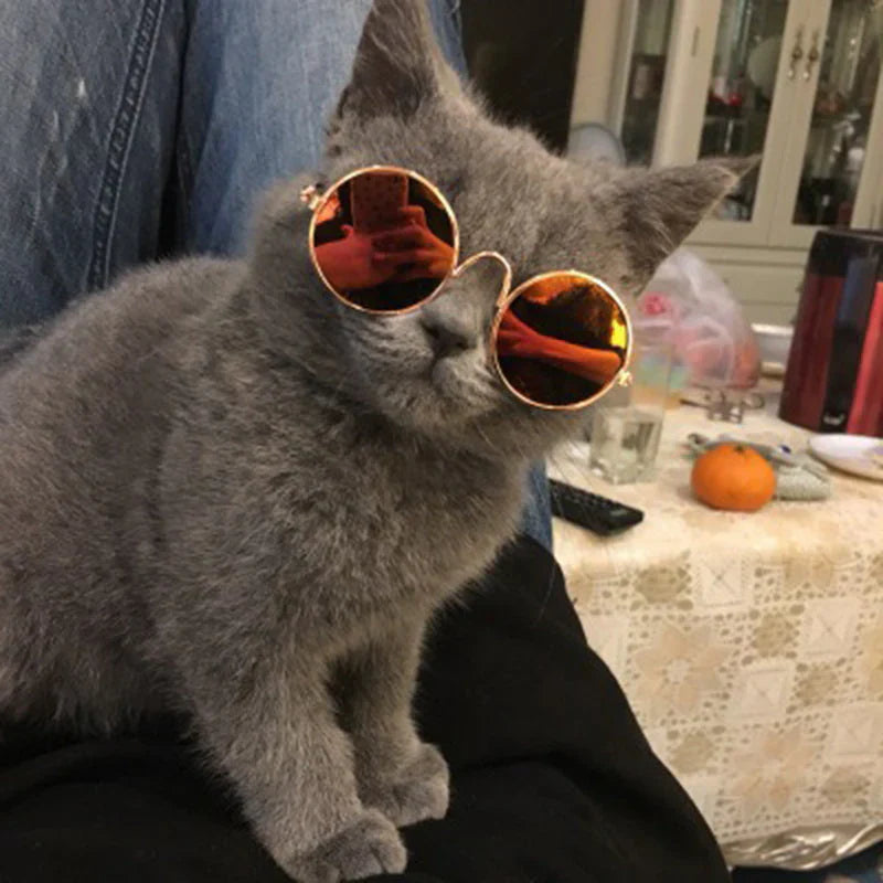 Fashion Sunglasses for Cats