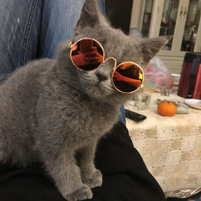 Fashion Sunglasses for Cats