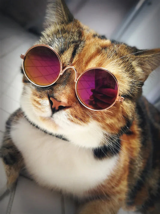 Fashion Sunglasses for Cats
