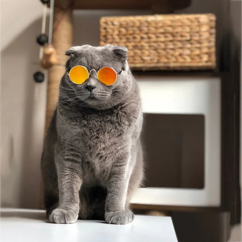 Fashion Sunglasses for Cats