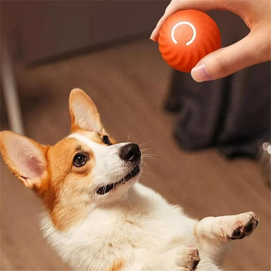 Interactive Bouncing Ball for Dogs